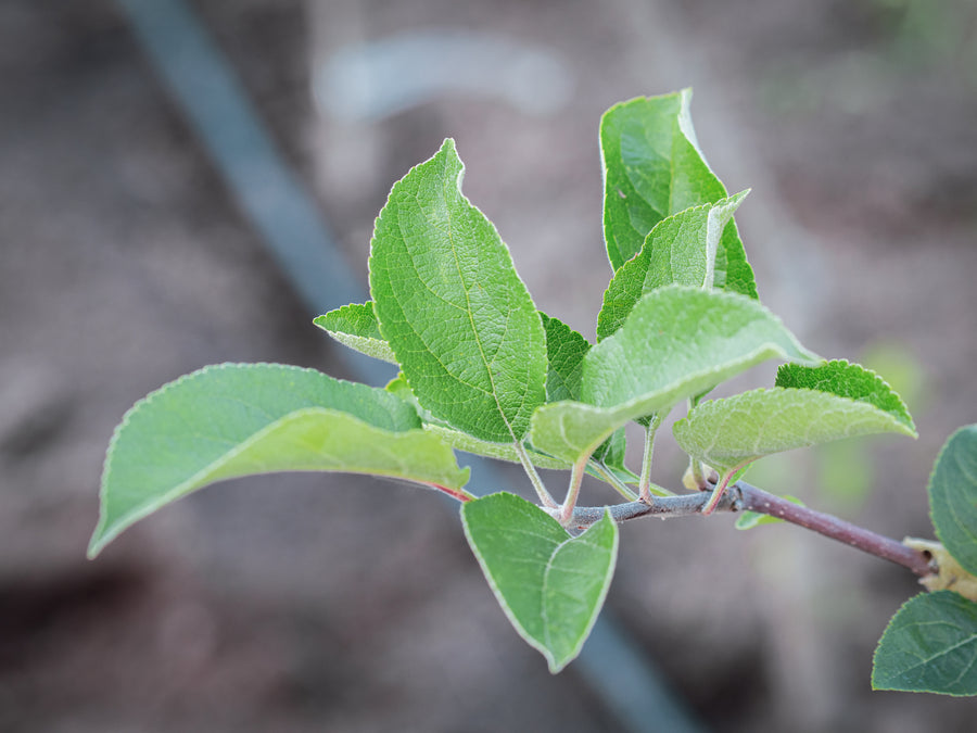 Apfel Signe Tillisch — Malus domestica 'Signe Tillisch'