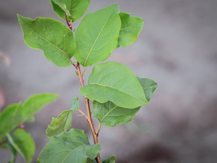 Quittenbirne — Pyronia veitchii