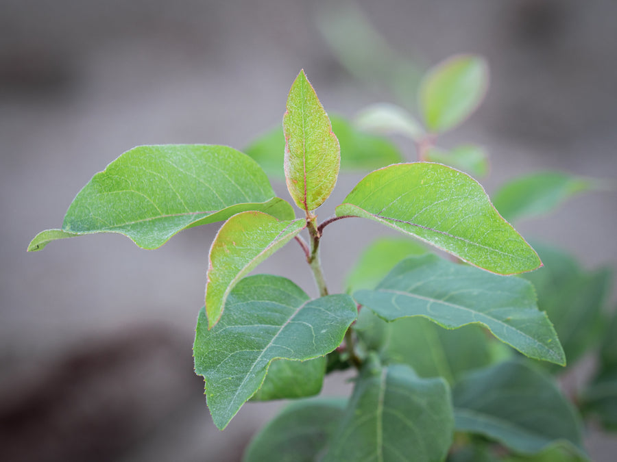Quittenbirne — Pyronia veitchii