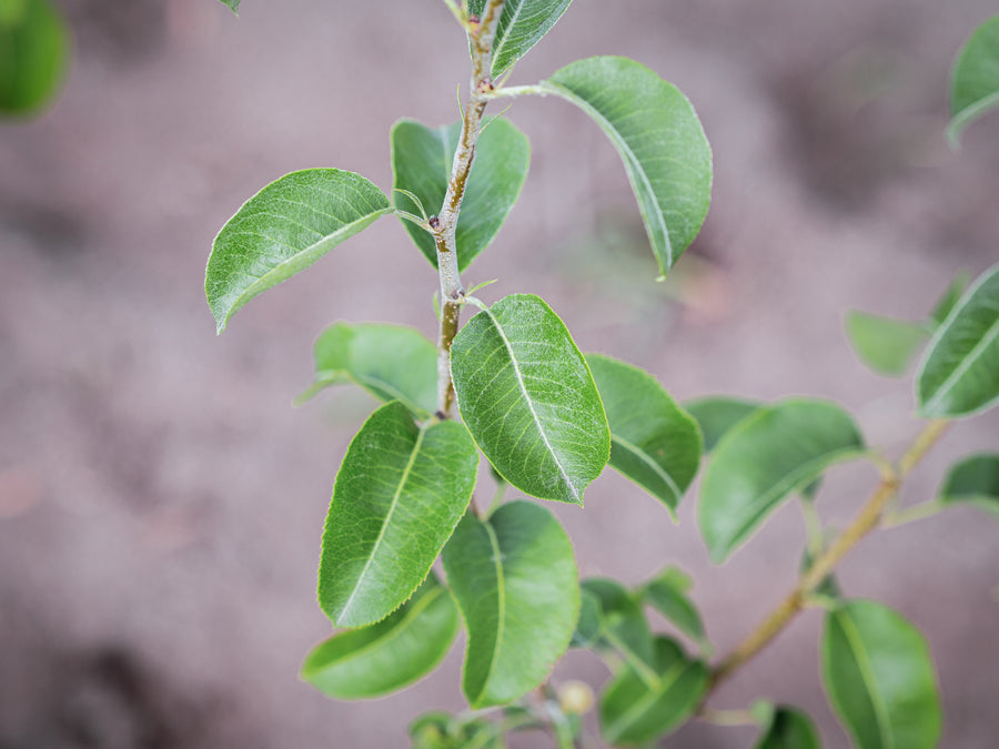 Birne Gräfin von Paris — Pyrus communis 'Gräfin von Paris'