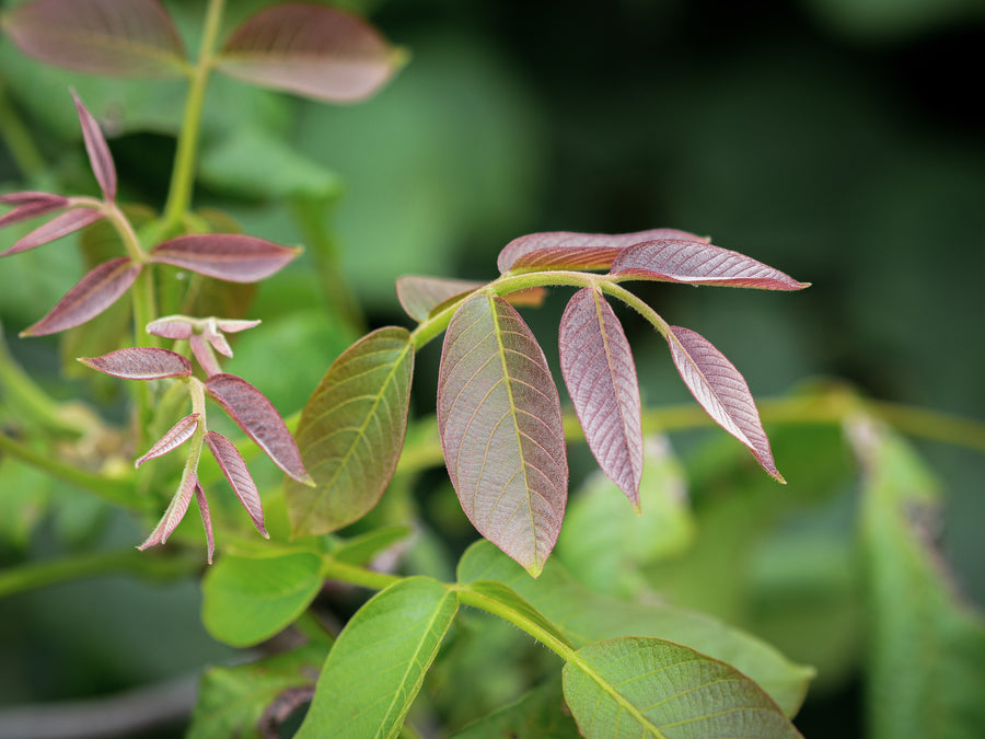 Zwerg-Walnuss Europa — Juglans regia 'Europa'