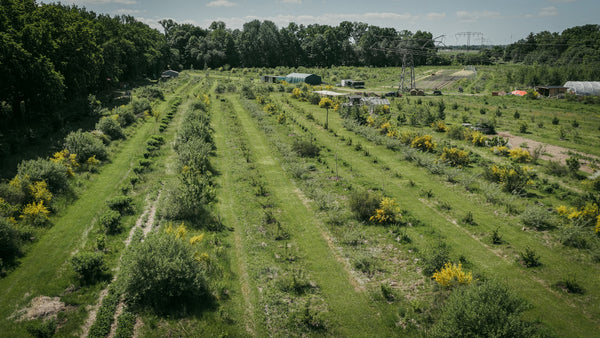 Reihenpflanzung, Waldgartensystem Kyritz, 2026
