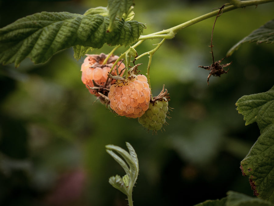 Himbeere Golden Queen — Rubus idaeus 'Golden Queen'
