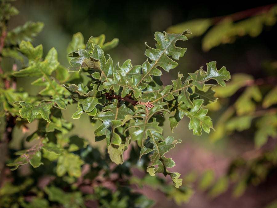 Zerr-Eiche — Quercus cerris