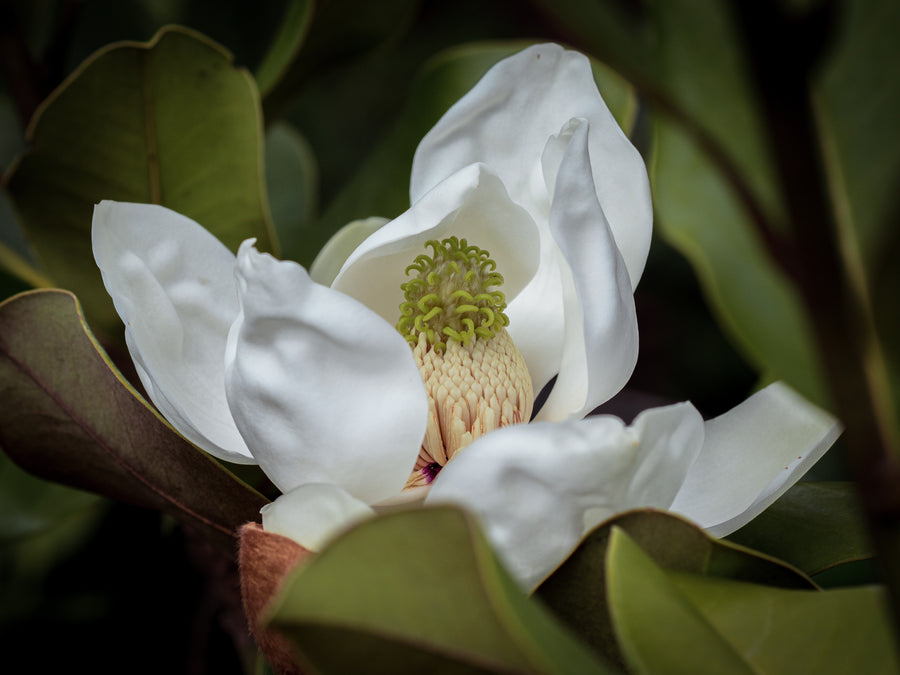 Großblütige Magnolie 'Treyve' — Magnolia grandiflora 'Treyve'