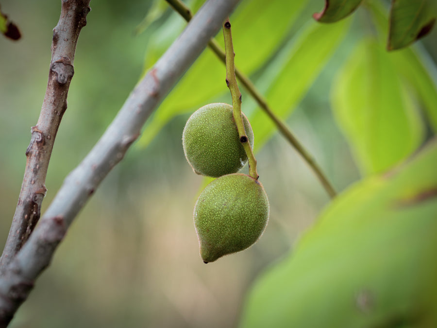 Herznuss — Juglans ailantifolia var. cordiformis