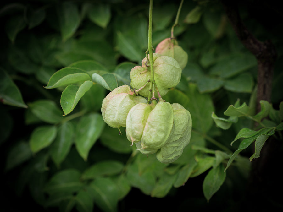 Gemeine Pimpernuss — Staphylea pinnata