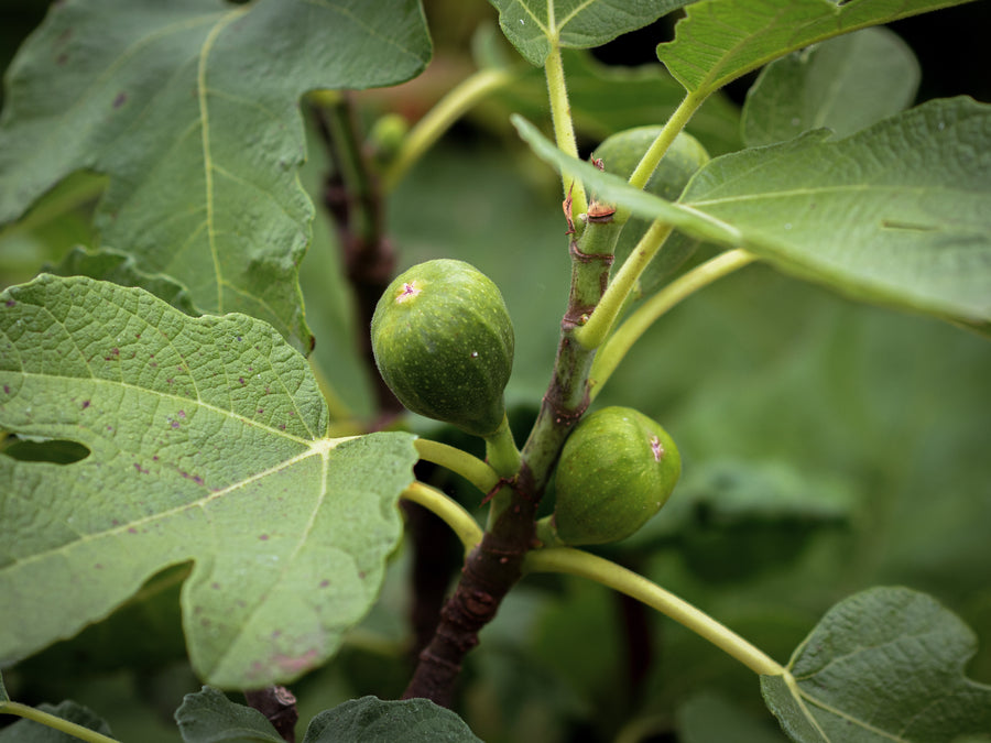 Echte Feige Firoma — Ficus carica 'Firoma'
