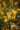 Besenginster, gelbe Blüten im Detail