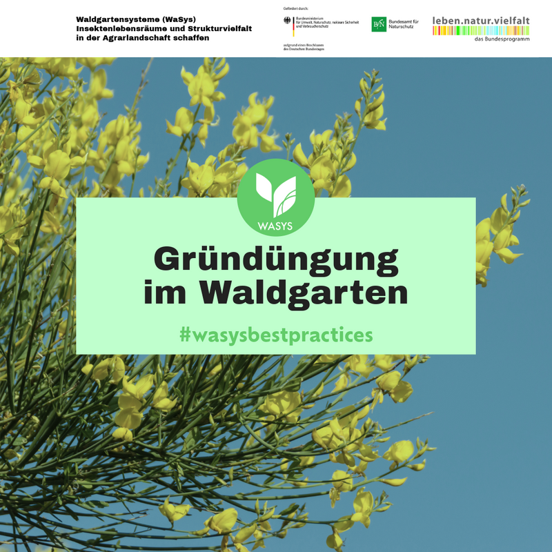 Titelbild: Gründüngung im Waldgarten
