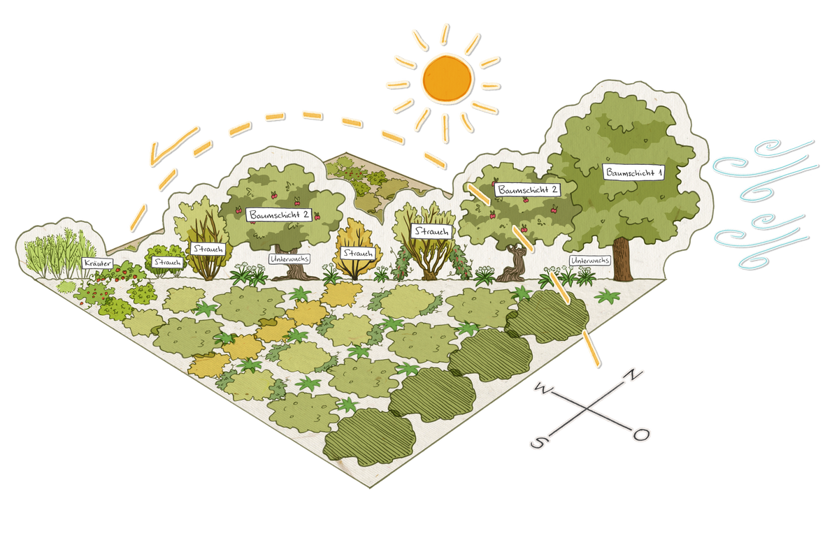 Waldgarten, schematische Darstellung
